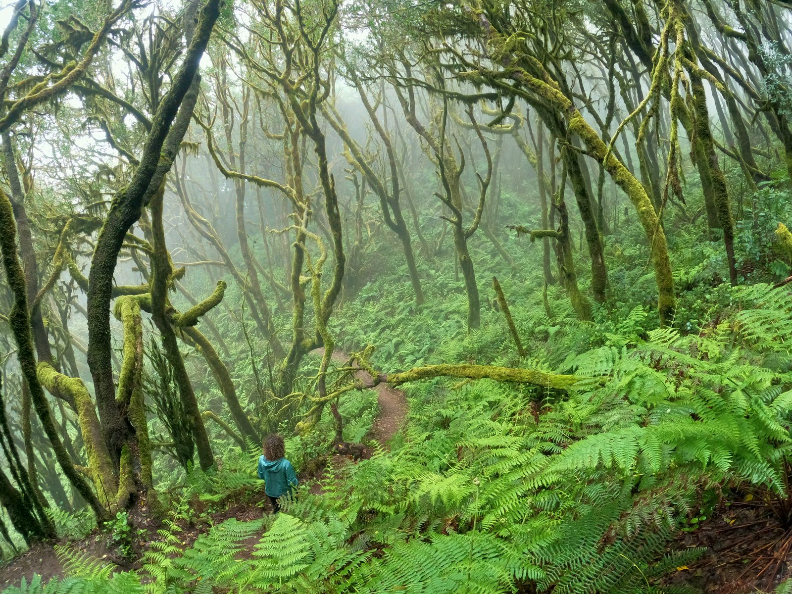 Walking La Gomera's Garajonay National Park and its rim villages