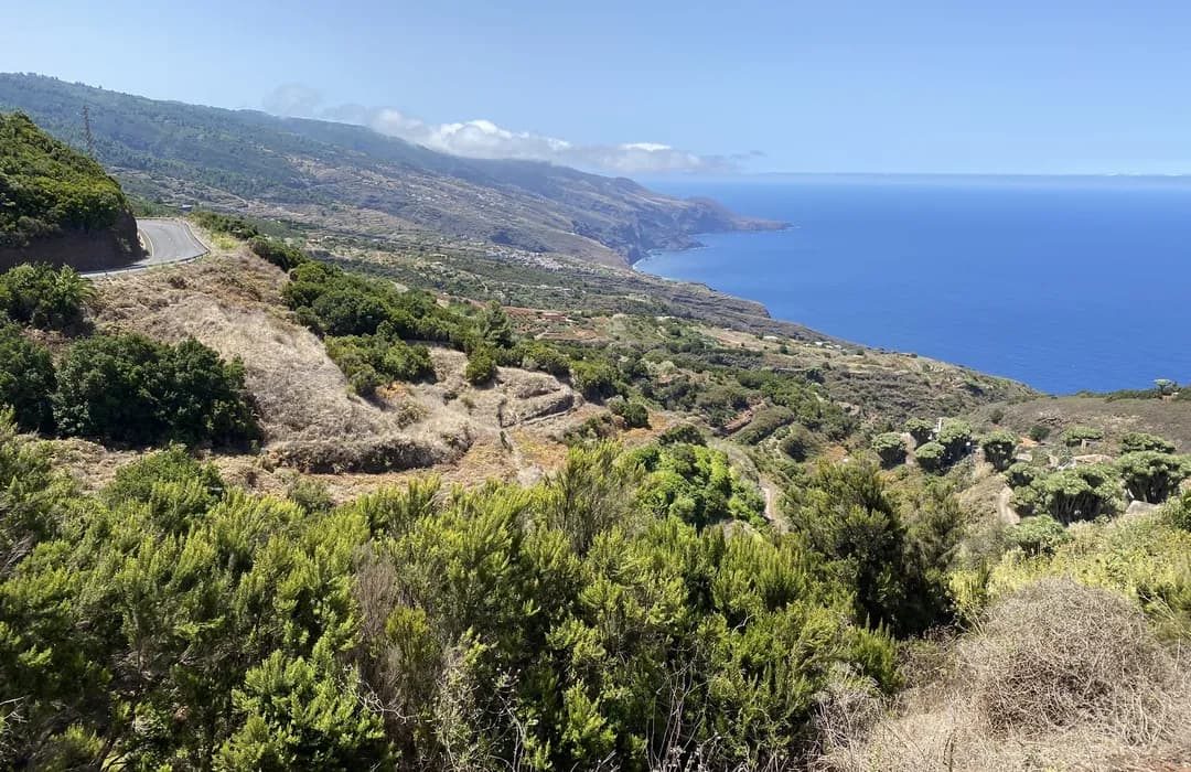 the dragon trees and north-coast view at Mirador de la Tosca, Barlovento