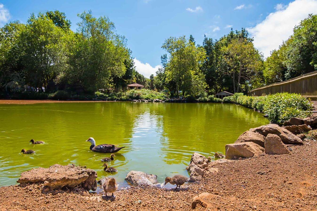the crater lagoon and surrounding forest at Laguna de Barlovento recreation area