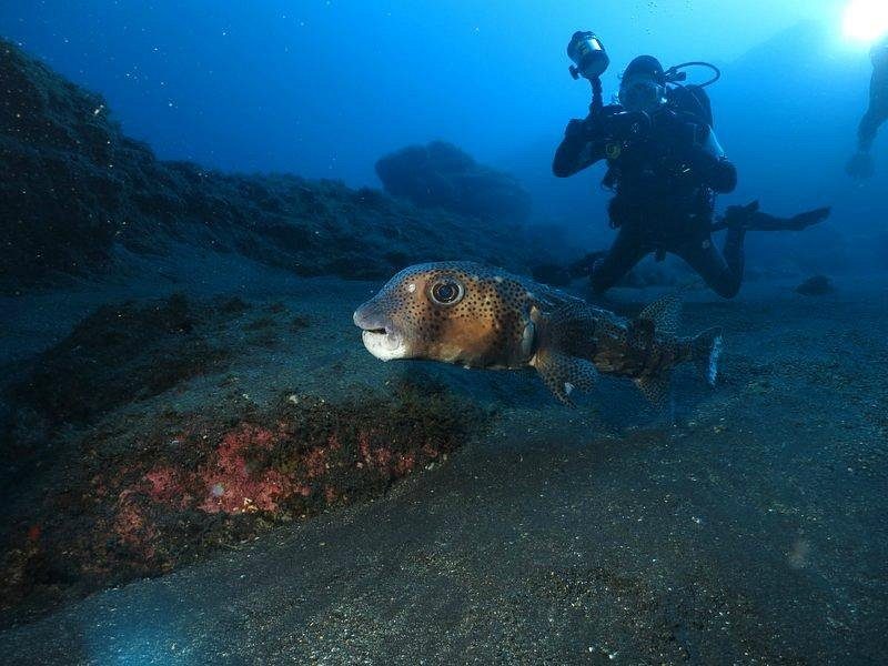 Centro de Buceo Tauchpartner La Palma on the Paseo Marítimo
